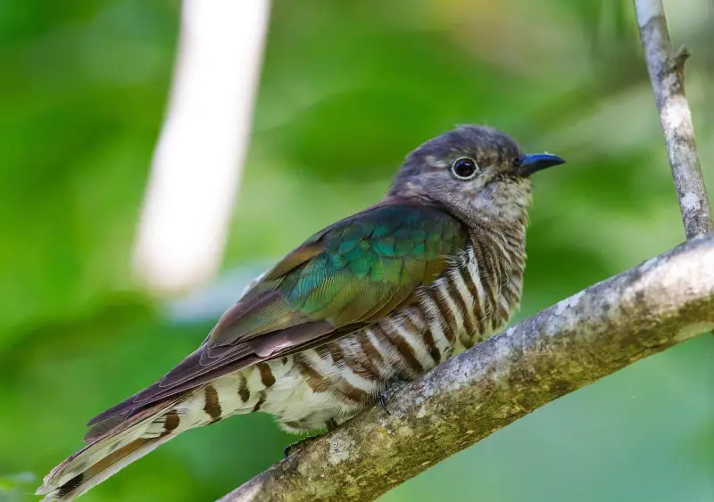 6-23 8 Cuckoo Species Seen in Hawaii