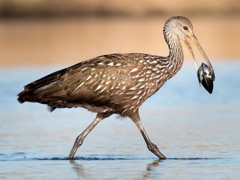 6-24 6 Wetland Birds You Should Know in Michigan