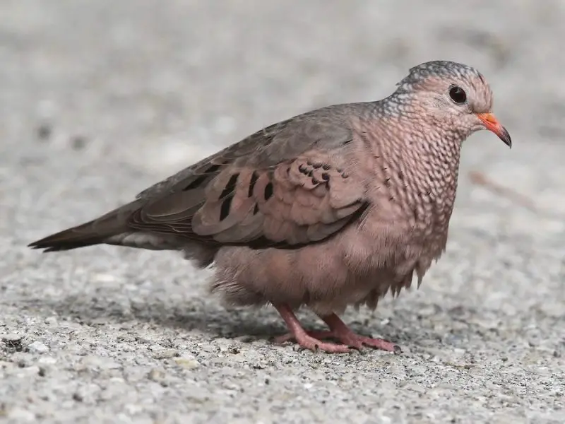 Meet California’s 13 Fascinating Pigeon Species