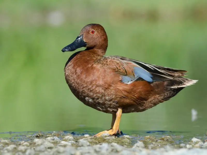 6-27 12 Duck Breeds in California