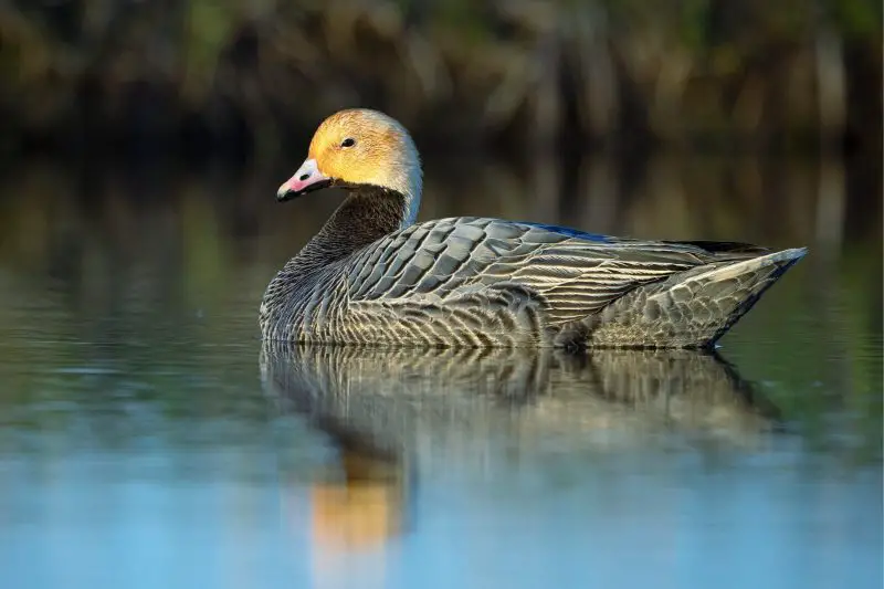 6-28 13 Species of Geese in Alaska