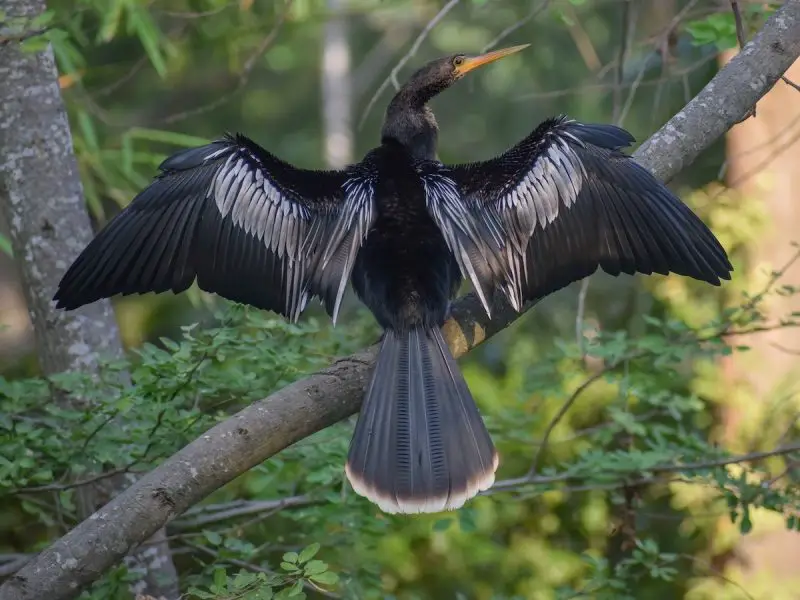 15 Awesome Birds That Live in Swamps