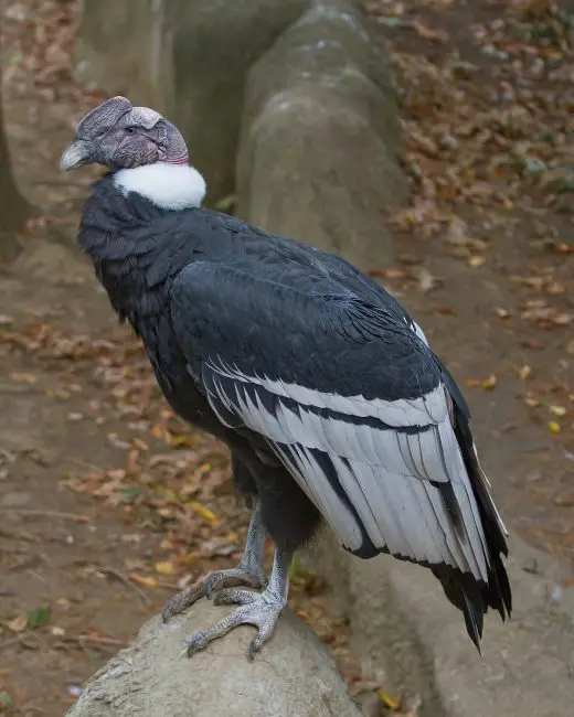15 of the Longest Living Birds on Earth