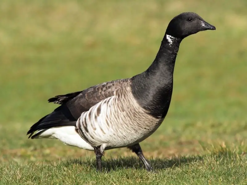 6-8 7 Wild Goose Species in Michigan