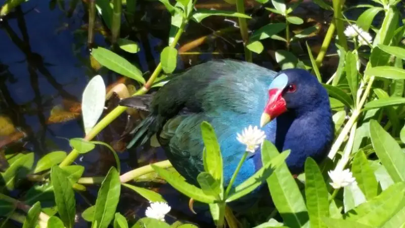 15 Awesome Birds That Live in Swamps