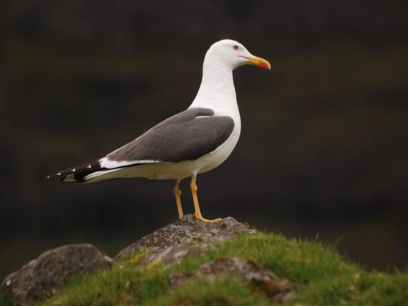 23 Gull Species in Texas
