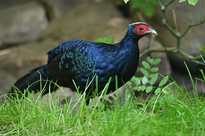 7 Most Stunning Pheasant Species in the World