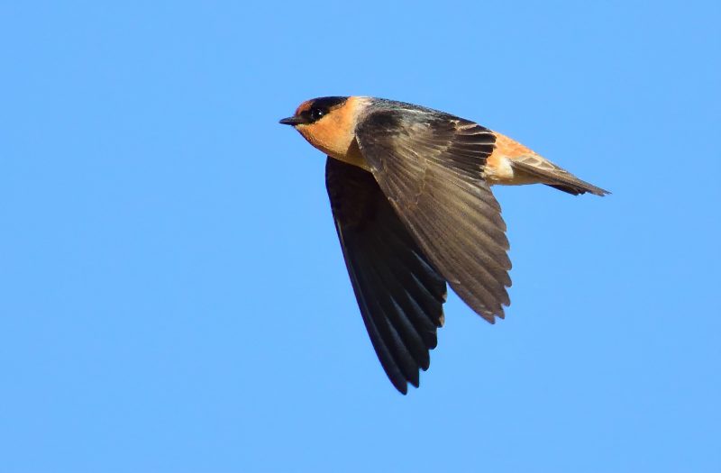 7-15 7 Swallows Bringing Life to Michigan’s Skies