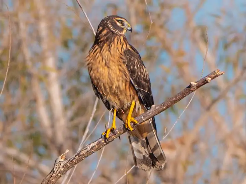 7-16 Discover the 7 Vultures Soaring Above Ohio