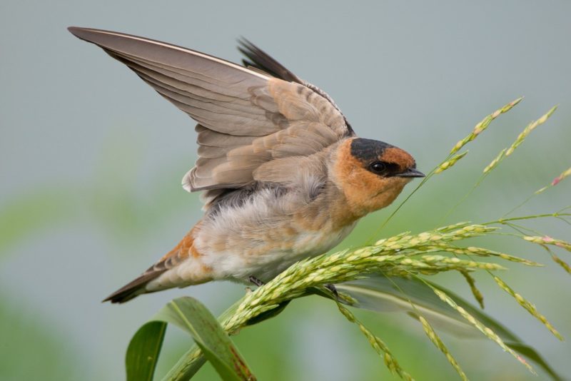 Meet 7 Stunning Swallows Found in Ohio