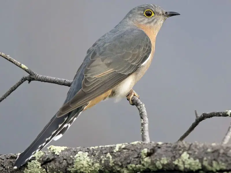 7-19 8 Cuckoo Species Seen in Hawaii