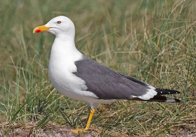 Birdwatching in Michigan: A Close Look at 31 Gull Species