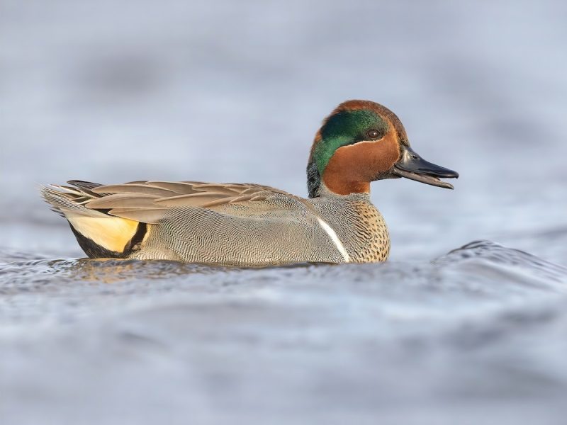 15 Common Species of Ducks in Arkansas
