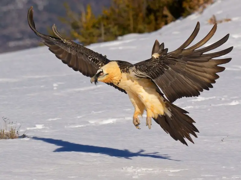 15 of the Most Dangerous Birds in the World!