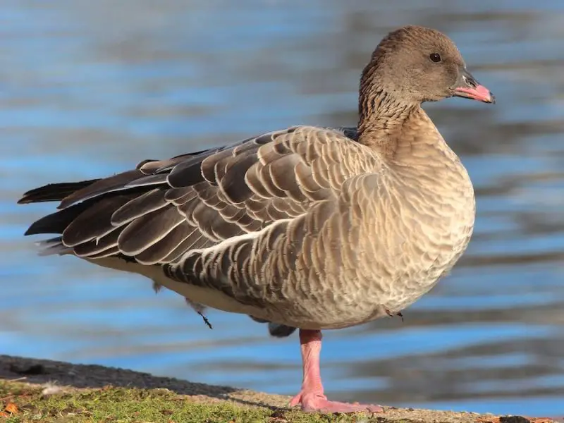 7-6 7 Wild Goose Species in Michigan