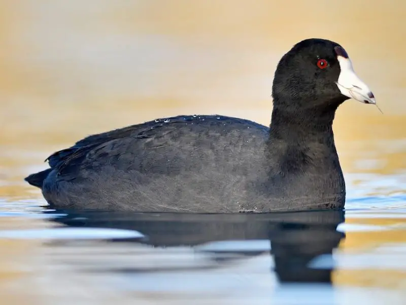 11 Types of Rails and Marsh Birds in Michigan