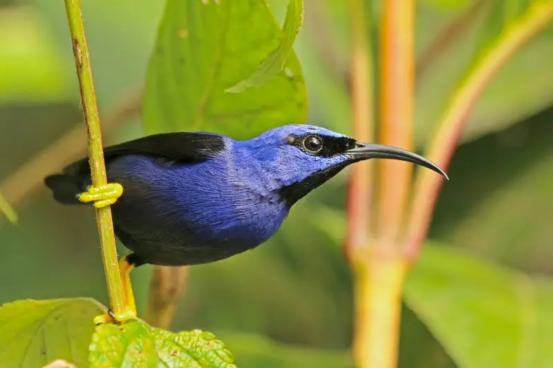 10 Stunning Birds with Purple Heads