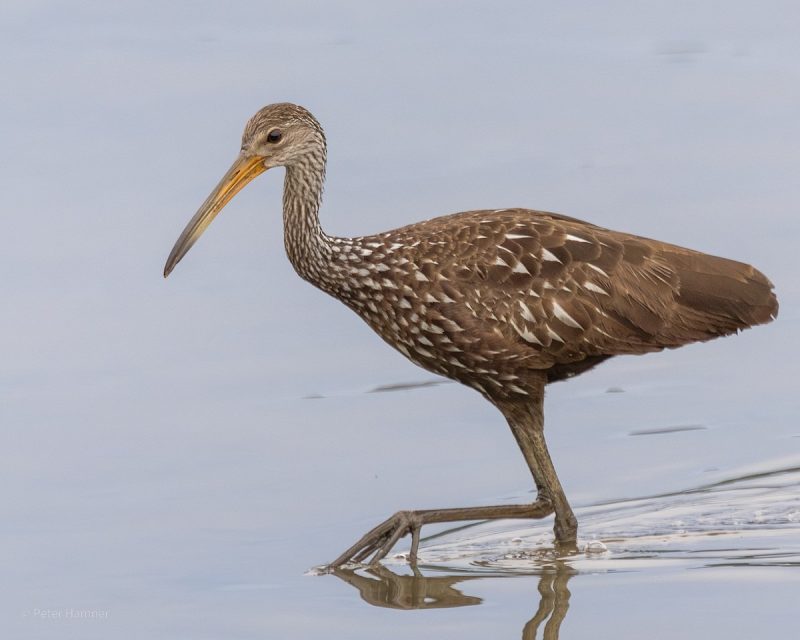 15 Awesome Birds That Live in Swamps