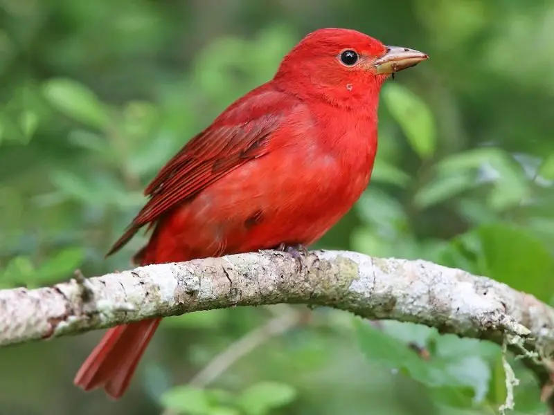 8-10 Top 12 Most Colorful Birds in Ohio