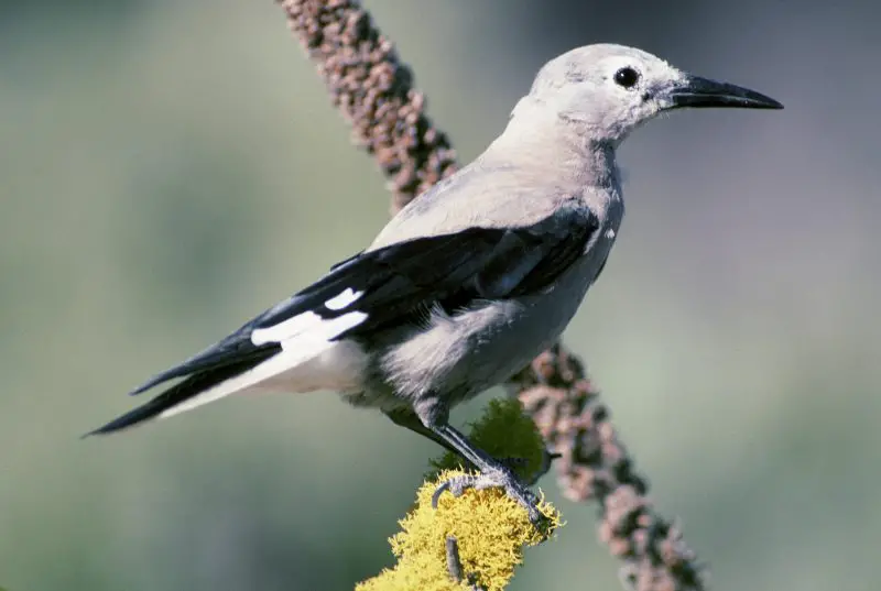 8-11 15 Most Unique and Special Bird Species Found Only in Idaho