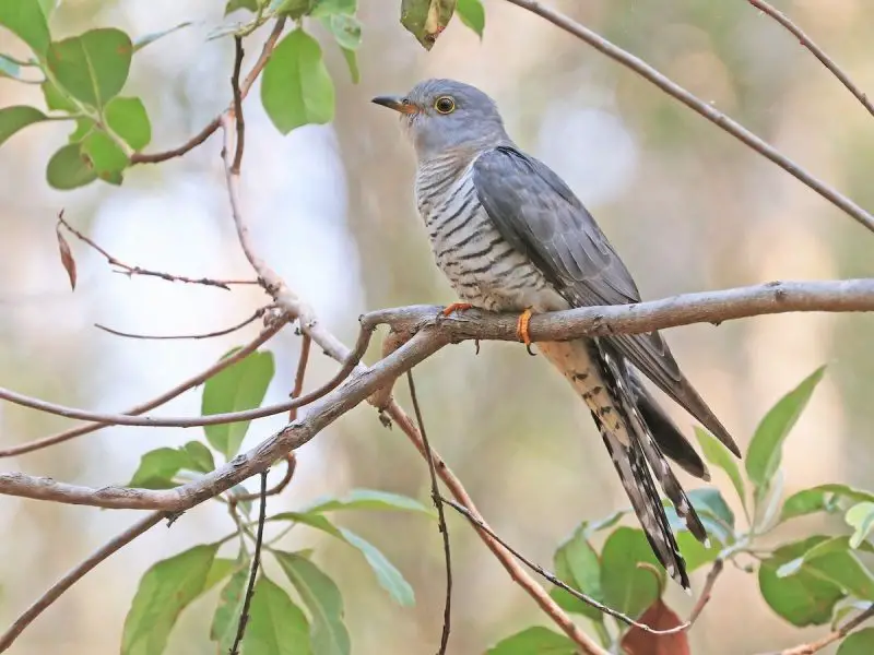 8-12 8 Cuckoo Species Seen in Hawaii