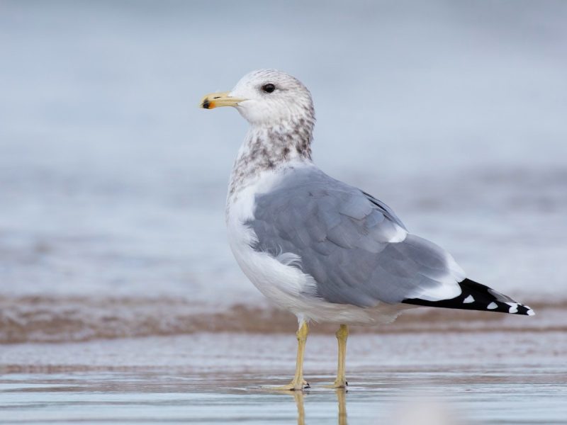 Birdwatching in Michigan: A Close Look at 31 Gull Species