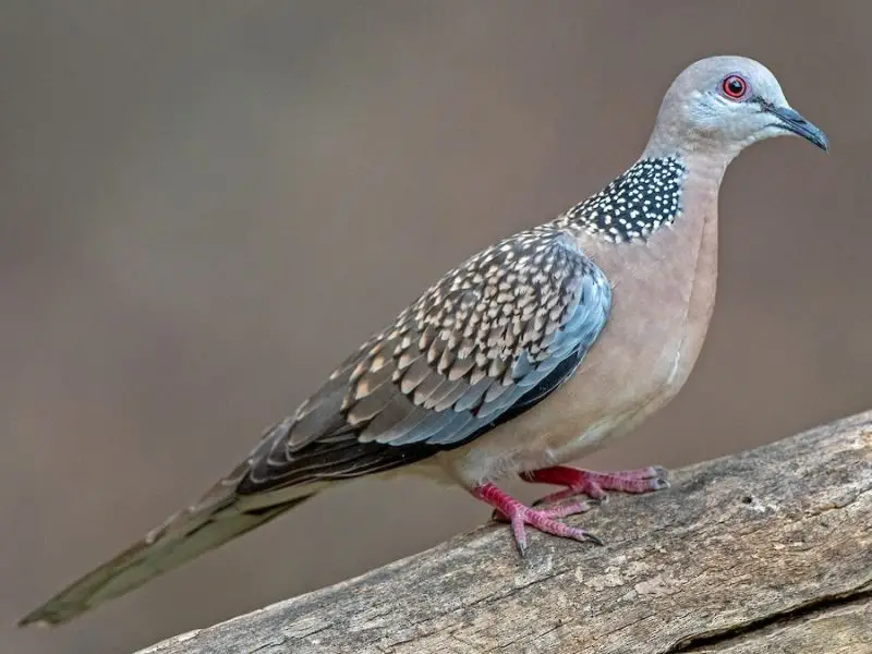Meet California’s 13 Fascinating Pigeon Species