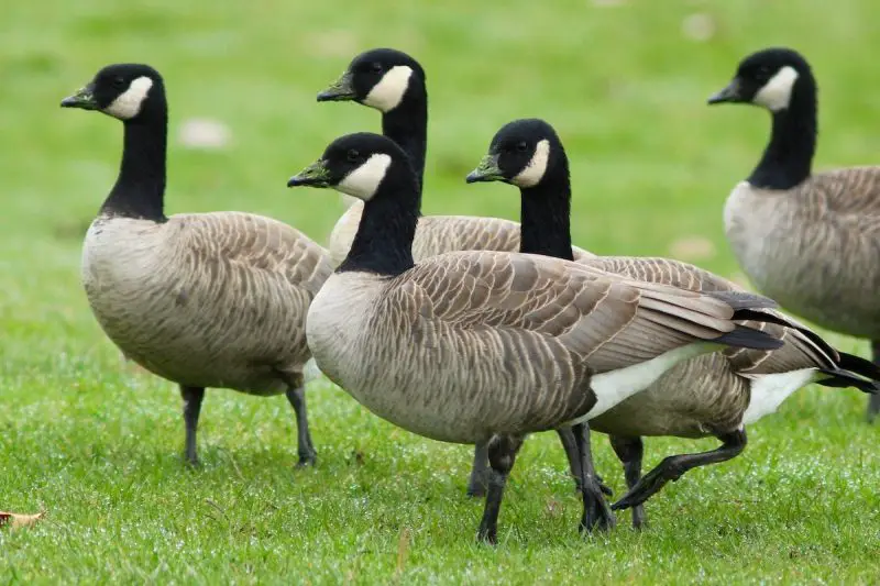 8-16 13 Species of Geese in Alaska
