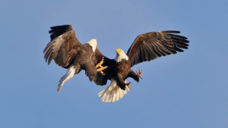 15 of the Longest Living Birds on Earth