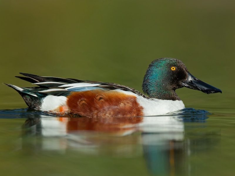 15 Common Species of Ducks in Arkansas