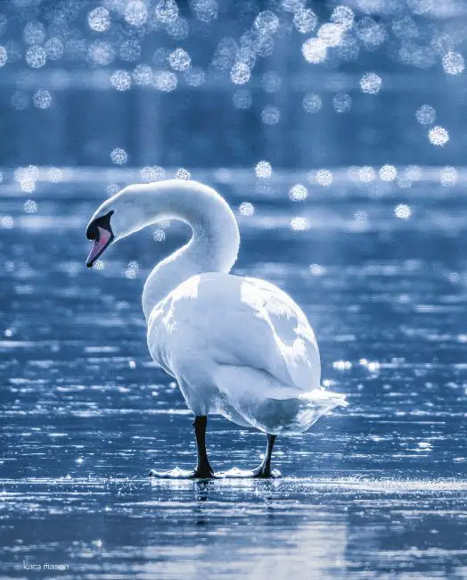 15 of the Most Dangerous Birds in the World!