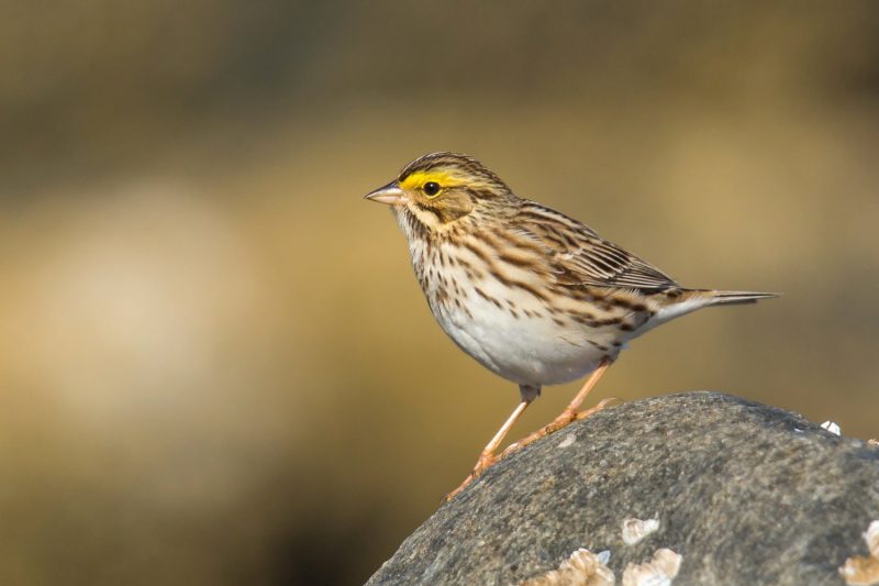 8-7 9 Beautiful Sparrows That Spend Winter in Ohio