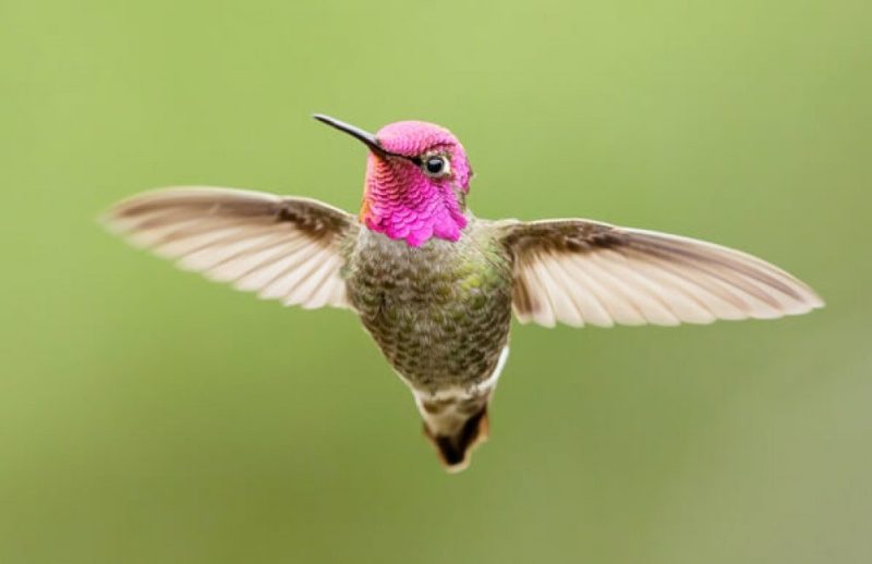 8 Fascinating Features of Hummingbirds