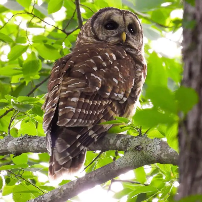 15 Awesome Birds That Live in Swamps