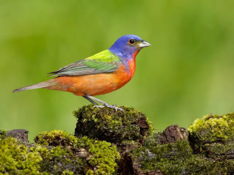 9-10 Top 12 Most Colorful Birds in Ohio