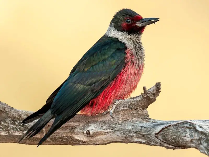 9-11 15 Most Unique and Special Bird Species Found Only in Idaho