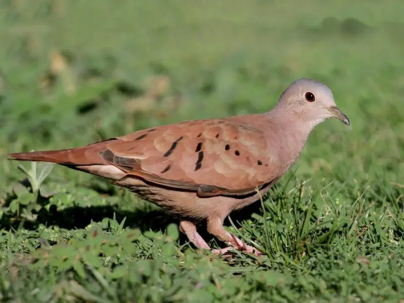 Meet California’s 13 Fascinating Pigeon Species