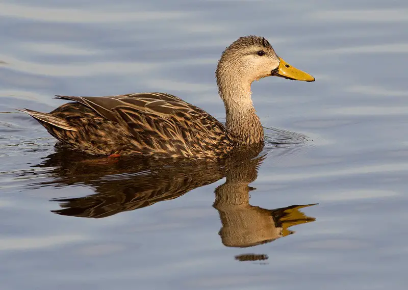 9-14 12 Duck Breeds in California