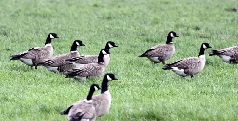 9-15 13 Species of Geese in Alaska