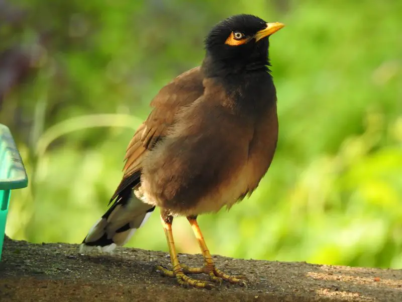 9-2 15 Birds Like Crows