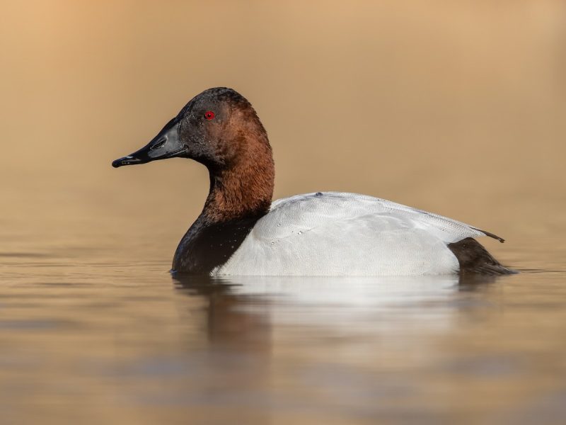 15 Common Species of Ducks in Arkansas