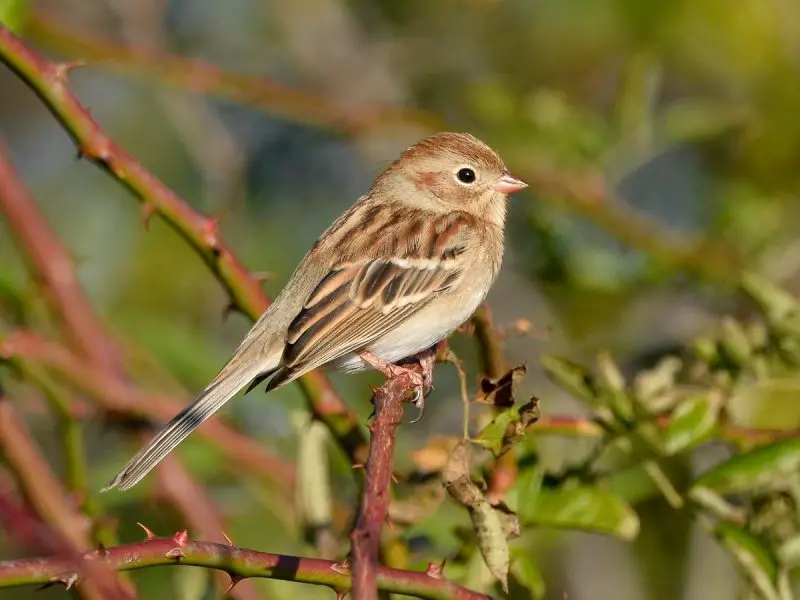 9-7 9 Beautiful Sparrows That Spend Winter in Ohio