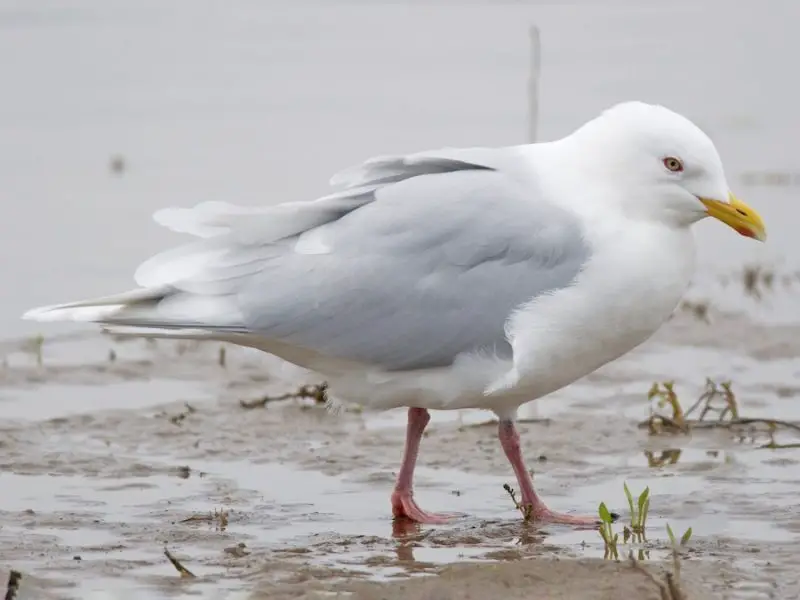 23 Gull Species in Texas