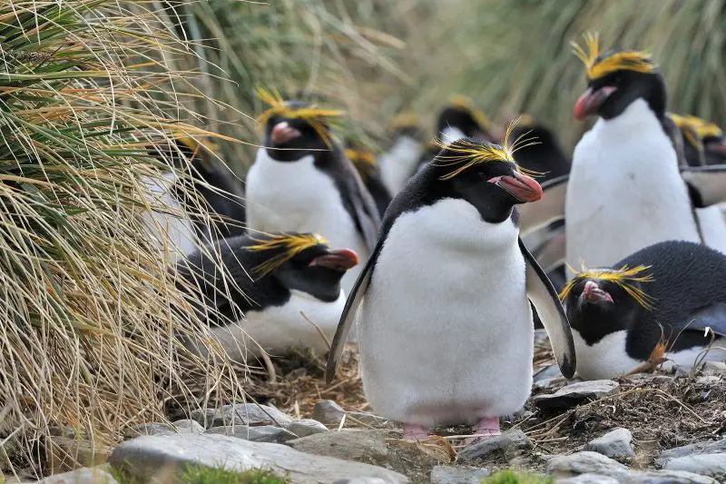 9f128d65dc6a6e256fca91c0842bf3d1-800x533-1 18 Species of Penguins in the World