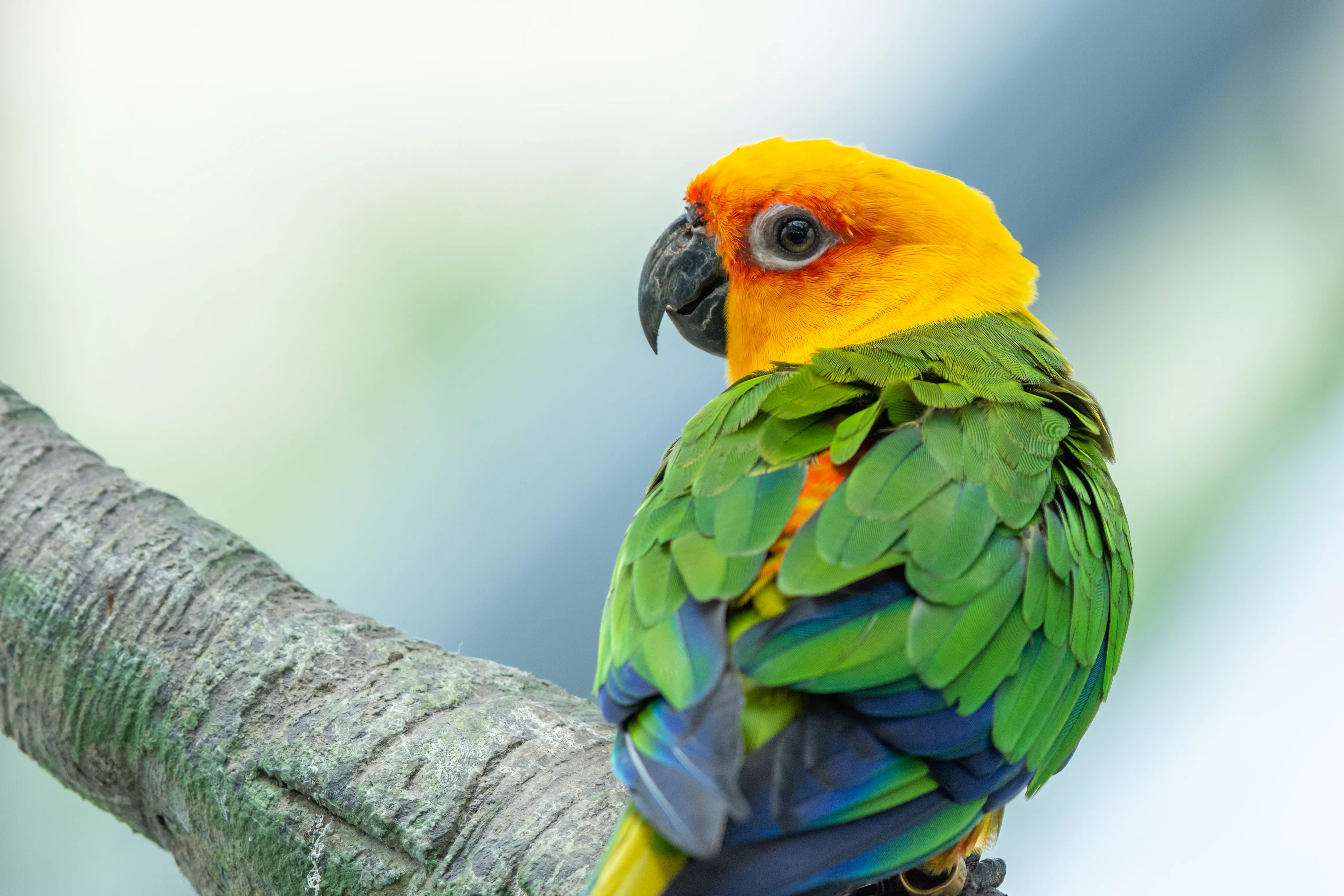 A Jenday Conure (Aratinga jandaya) perched in a tree, also known as jandaya parakeet is a small Neotropical bird found in northeastern Brazil.