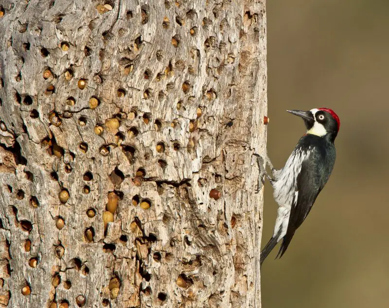 8 Most Striking Woodpeckers in California