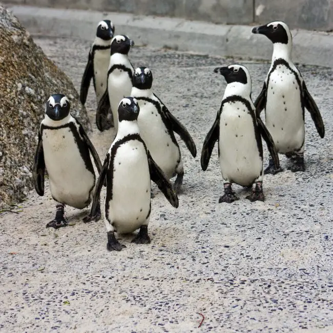 african_penguins_spheniscus_deme-650x650-1 18 Species of Penguins in the World
