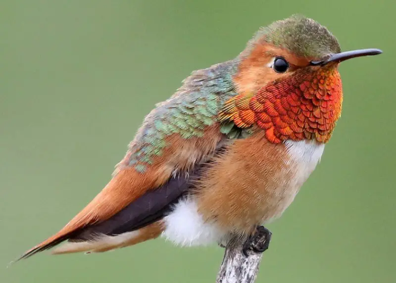Hummingbirds in Mississippi