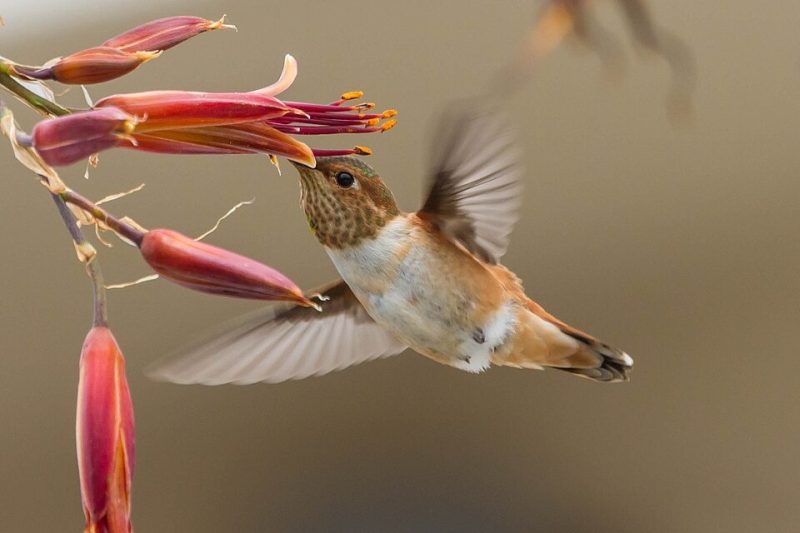 allens-hummingbird-selasphorus-sasin-800x533-1 8 colorful birds in ohio