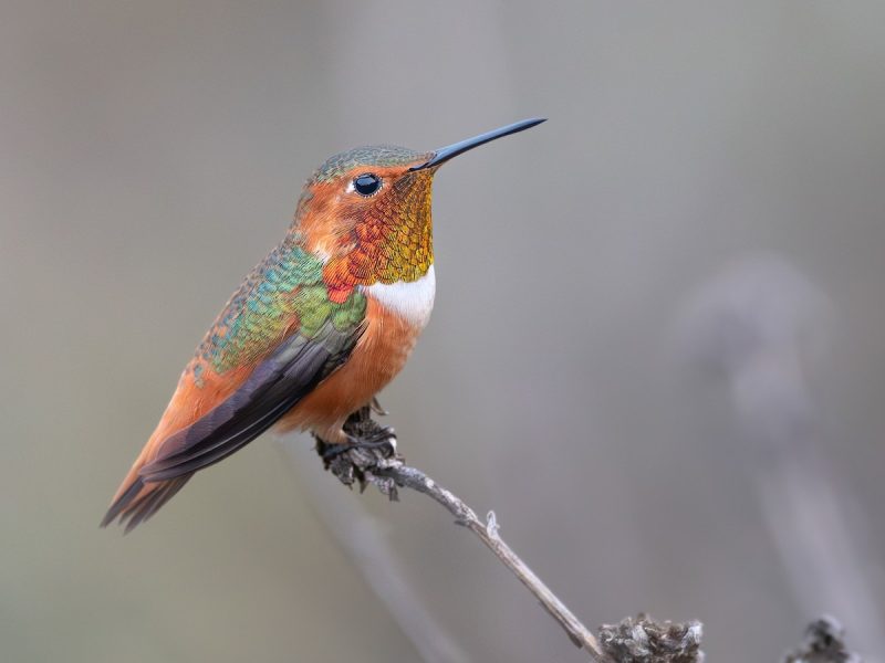 Top 10 Accidental Birds Ever Spotted in Alabama